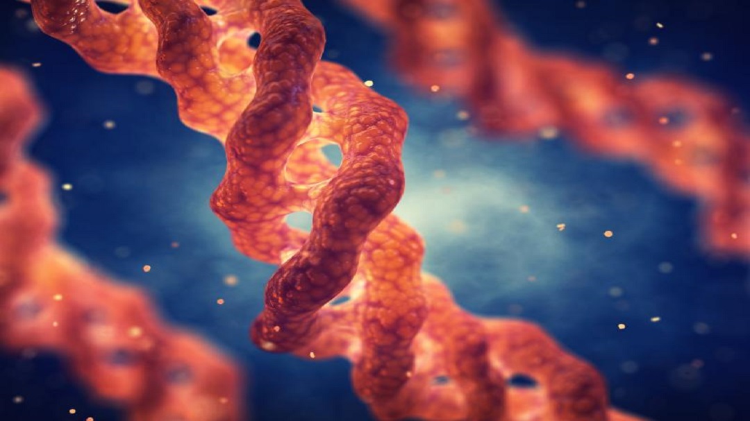 bioaktívne peptidy z kolagénu
